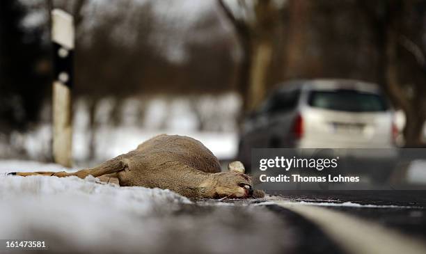 Dead deer lies on the side of a highway after being struck by a car on February 11, 2013 near Herbstein, Germany. Though no precise numbers are...