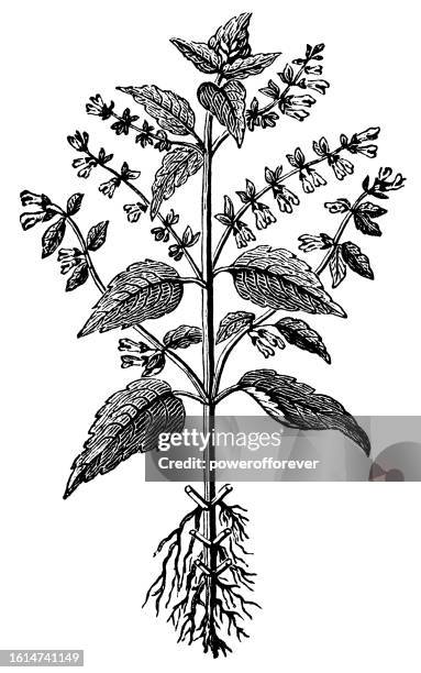 ilustraciones, imágenes clip art, dibujos animados e iconos de stock de flor de escutelaria azul (scutellaria lateriflora) - siglo 19 - gorra a modo de casquete