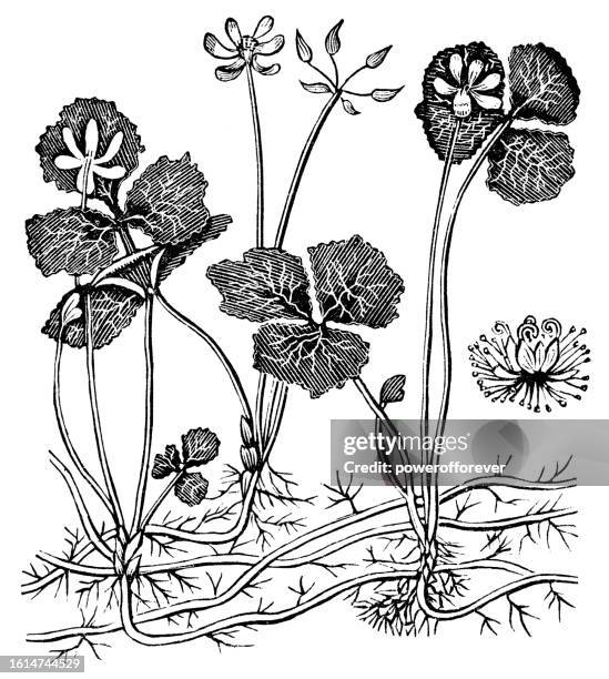 threeleaf goldthread plant (coptis trifolia) - 19th century - rhizomatous stock illustrations