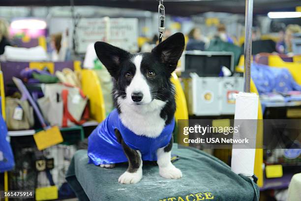 The 137th Annual Westminster Kennel Club Dog Show" Cardigan Welsh Corgi at Pier 92 & 94 in New York City on Monday, February 11, 2013 -- Pictured:...