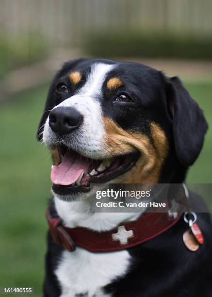 entlebucher mountain dog - entlebucher sennenhund stock pictures, royalty-free photos & images