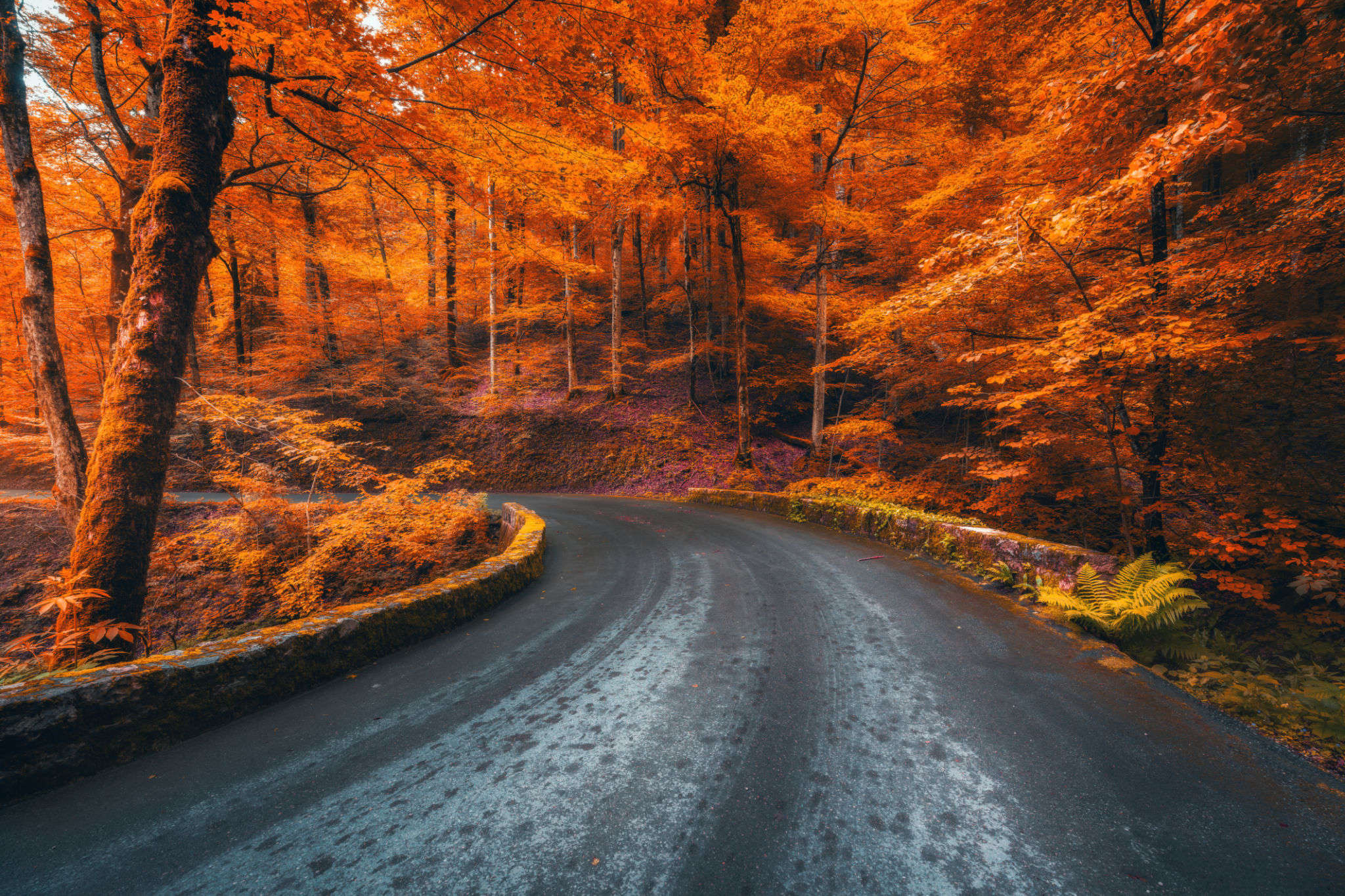 Road in beautiful red forest at sunrise in autumn in Plitvice lakes, Croatia. Beautiful mountain roadway, trees with orange leaves. Landscape with empty highway through the woods in fall. Nature Road in beautiful red forest at sunrise in autumn in Plitvice lakes, Croatia. Beautiful mountain roadway, trees with orange leaves. Landscape with empty highway through the woods in fall. Nature