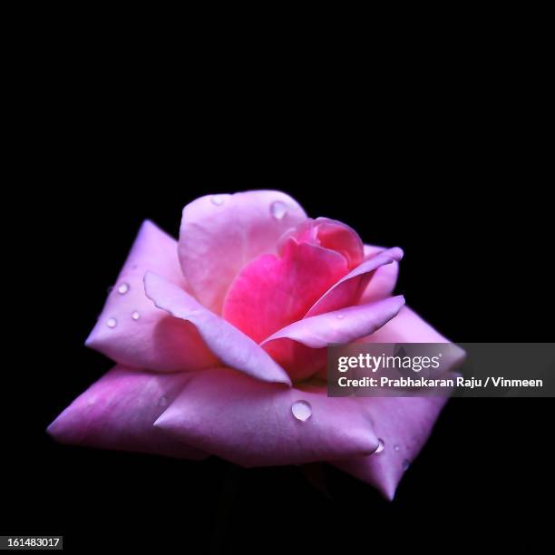 Dropplets Rose Waterdroplets Photos and Premium High Res Pictures - Getty Images