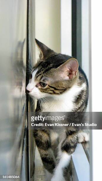 kitten reflection. - evan kissner stock pictures, royalty-free photos & images