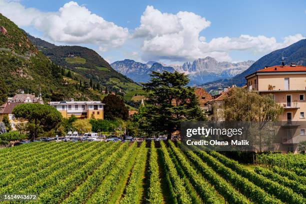 vineyard in the mountains, bolzano, south tirol, italy - bolzano stock pictures, royalty-free photos & images