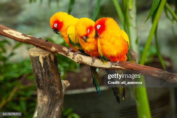 vibrantly colored sun conure (aratinga solstitialis) perched on wood - tropical climate stock pictures, royalty-free photos & images