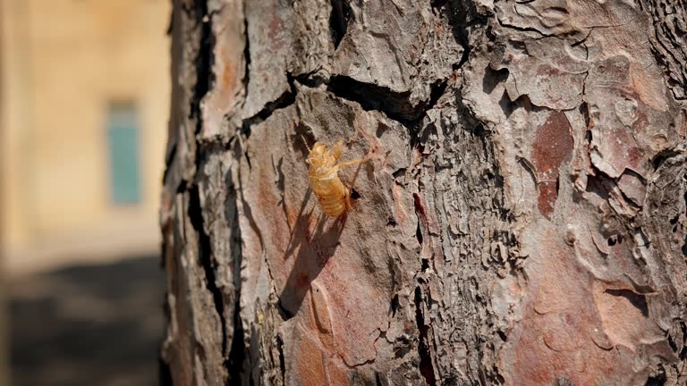 Insect Wuth Shell 153 Insect Exoskeleton Stock Videos, Footage, & 4K Video Clips - Getty ...