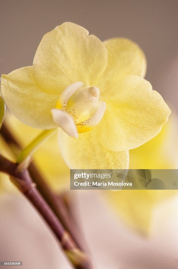 Phalaenopsis Brother Sweet Sugar 'Montclair'