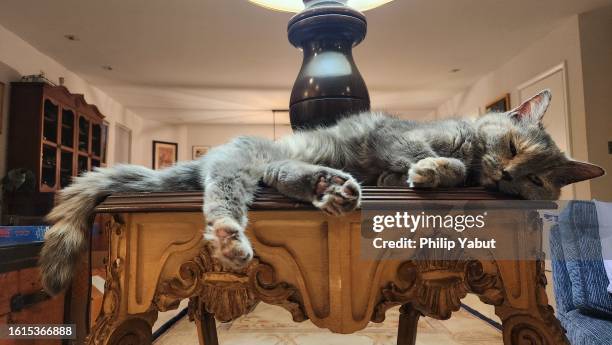 cat relaxing under a lamp - tortoiseshell stock pictures, royalty-free photos & images
