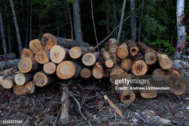 Patch of forest in the White Mountain National Forest is clear cut in a logging operation, August 14 outside of Stow, Maine.