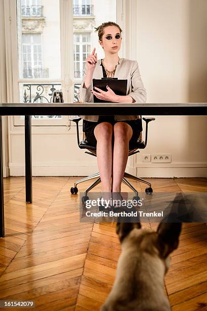 dog being interviewed for a job - interview funny stock pictures, royalty-free photos & images
