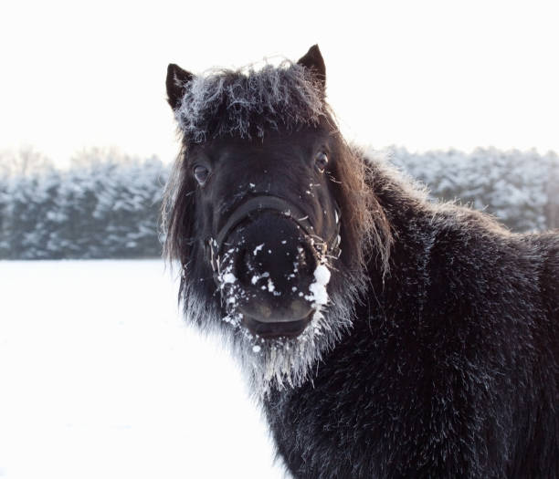 American Shetland Pony