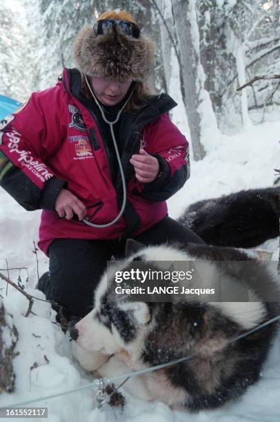 Sled Dog Races In Yukon Quest In Alaska. Février 1997 - ALASKA - ETATS-UNIS Le français Nicolas VANIER participe pour la première fois à La 'Yukon...