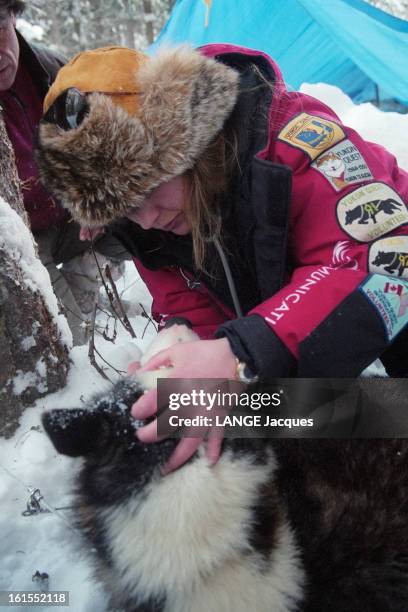 Sled Dog Races In Yukon Quest In Alaska. Février 1997 - ALASKA - ETATS-UNIS Le français Nicolas VANIER participe pour la première fois à La 'Yukon...
