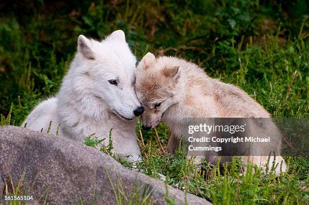 arctic wolf and pup - michael wolf - fotografias e filmes do acervo