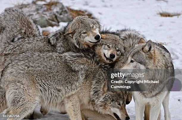 timber wolf pack - grijze wolf stockfoto's en -beelden