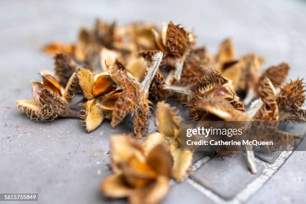 dry beechnut husks & seeds - nylon fastening tape stock pictures, royalty-free photos & images