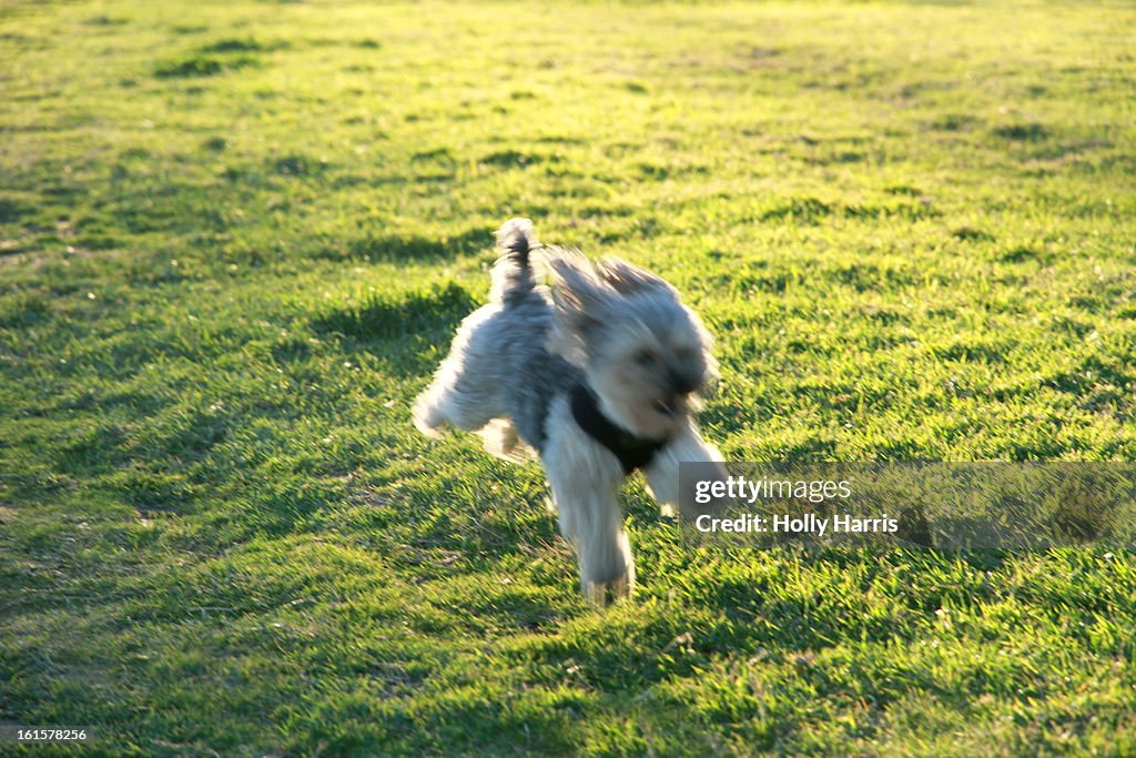 Happy dog jumping