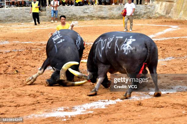 Villagers watch bull fighting competition during the annual "Xinmi" festival on August 13, 2023 in Congjiang County, Qiandongnan Miao and Dong...