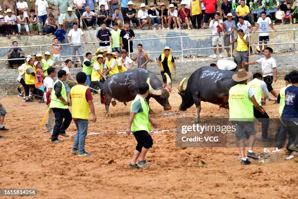 Villagers watch bull fighting competition during the annual "Xinmi" festival on August 13, 2023 in Congjiang County, Qiandongnan Miao and Dong...