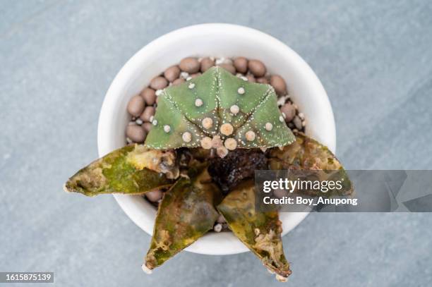 high angle view of dead astrophytum asterias (or star cactus) explode from inside caused of rotting. - dying houseplant stock pictures, royalty-free photos & images