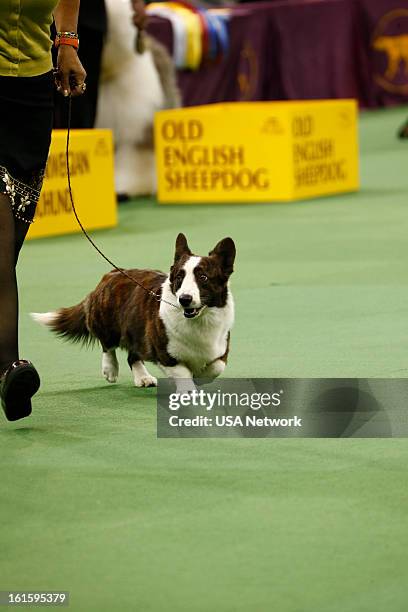 The 137th Annual Westminster Kennel Club Dog Show" Cardigan Welsh Corgi at Madison Square Garden in New York City on Monday, February 11, 2013 --...