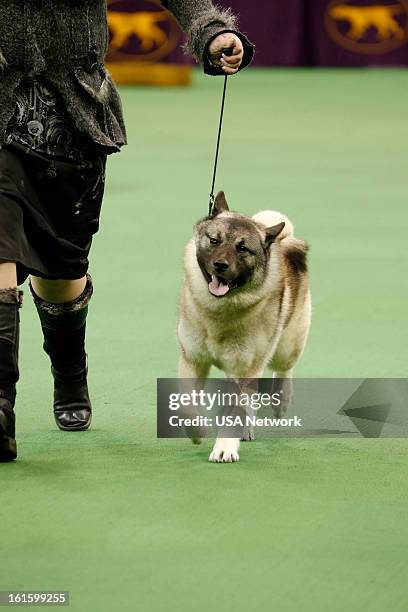 The 137th Annual Westminster Kennel Club Dog Show" at Madison Square Garden in New York City on Monday, February 11, 2013 -- Pictured: Norwegian...