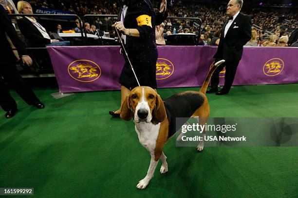 The 137th Annual Westminster Kennel Club Dog Show" at Madison Square Garden in New York City on Monday, February 11, 2013 -- Pictured: American...