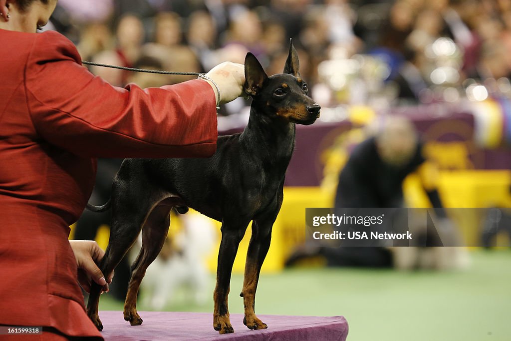The 137th Westminster Kennel Club Dog Show - 2013