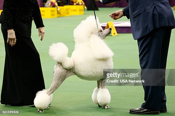 The 137th Annual Westminster Kennel Club Dog Show" at Madison Square Garden in New York City on Monday, February 11, 2013 -- Pictured: Standard...