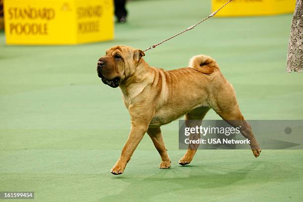 The 137th Annual Westminster Kennel Club Dog Show" at Madison Square Garden in New York City on Monday, February 11, 2013 -- Pictured: Chinese...