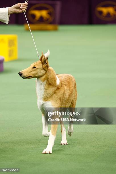 The 137th Annual Westminster Kennel Club Dog Show" at Madison Square Garden in New York City on Monday, February 11, 2013 -- Pictured: Smooth Collie...
