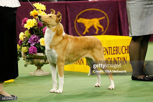 The 137th Annual Westminster Kennel Club Dog Show" at Madison Square Garden in New York City on Monday, February 11, 2013 -- Pictured: Smooth Collie...