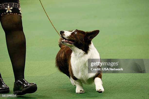 The 137th Annual Westminster Kennel Club Dog Show" at Madison Square Garden in New York City on Monday, February 11, 2013 -- Pictured: Cardigan Welsh...