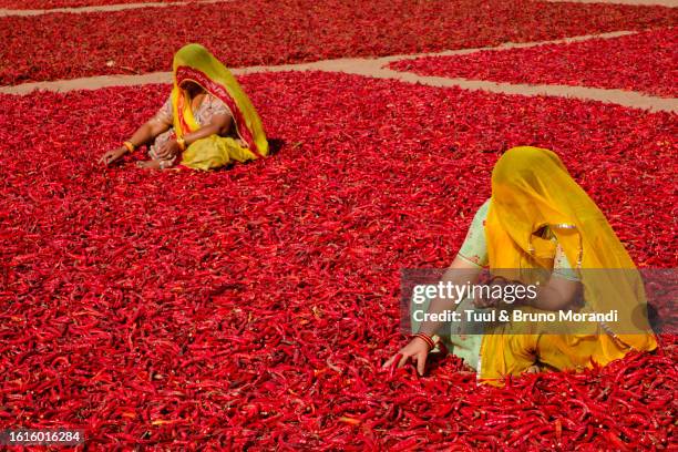 india, rajasthan, chilli drying - jodhpur imagens e fotografias de stock