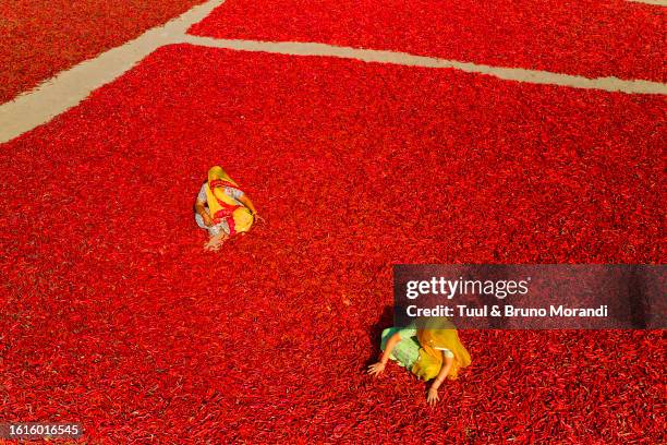 india, rajasthan, chilli drying - indian spice stock pictures, royalty-free photos & images