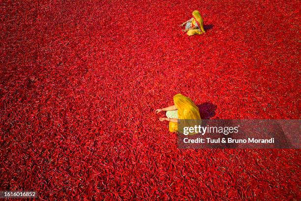 india, rajasthan, chilli drying - indio fotografías e imágenes de stock