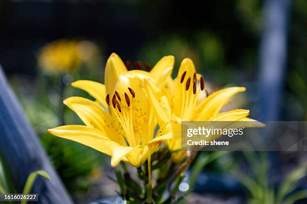 yellow lilium lancifolium(tiger lily) - tiger lily flower foto e immagini stock