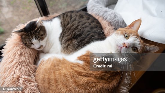 Two cats snuggling Two cats snuggling