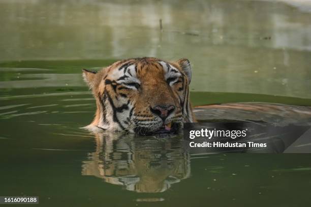 Royal Bengal Tiger is seen playing in the water on a hot summer day at Delhi Zoo on August 21, 2023 in New Delhi, India.