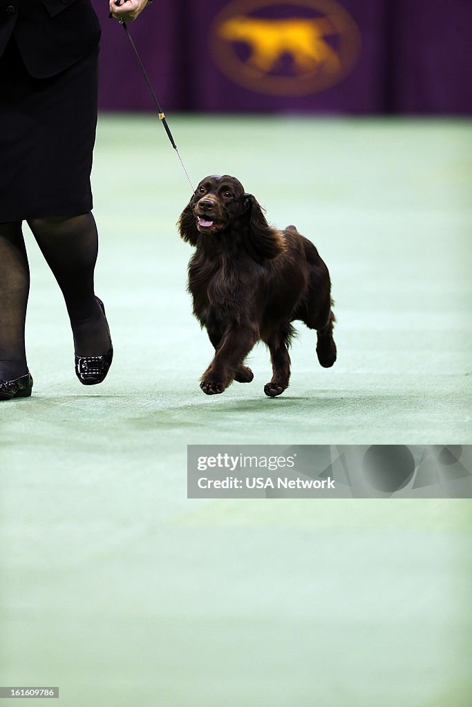 The Westminster Kennel Club Dog Show - 2013