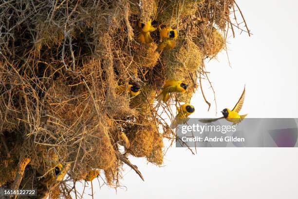 lesser-masked weaver (ploceus intermedius) - masked weaver bird stock pictures, royalty-free photos & images