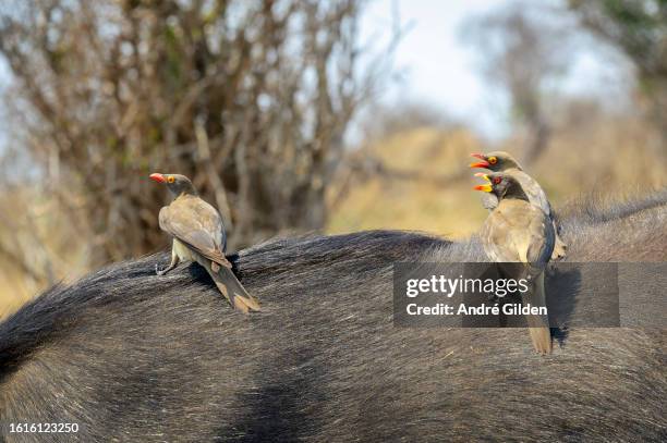 red-billed oxpecker (buphagus erythrorynchus) - antelope stock pictures, royalty-free photos & images