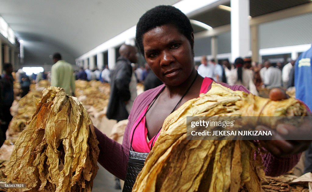 ZIMBABWE - AGRICULTURE - TOBACCO