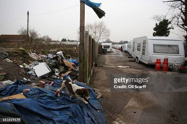 Dog walks on rubbish discarded on the portion of the Dale Farm traveller's camp which was cleared of residents and structures by Basildon Council on...