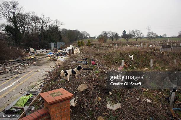 Dog walks on the portion of the Dale Farm traveller's camp which was cleared of residents and structures by Basildon Council , on February 13, 2013...