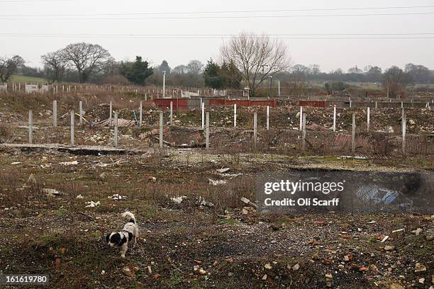 Dog walks on the portion of the Dale Farm traveller's camp which was cleared of residents and structures by Basildon Council, on February 13, 2013 in...