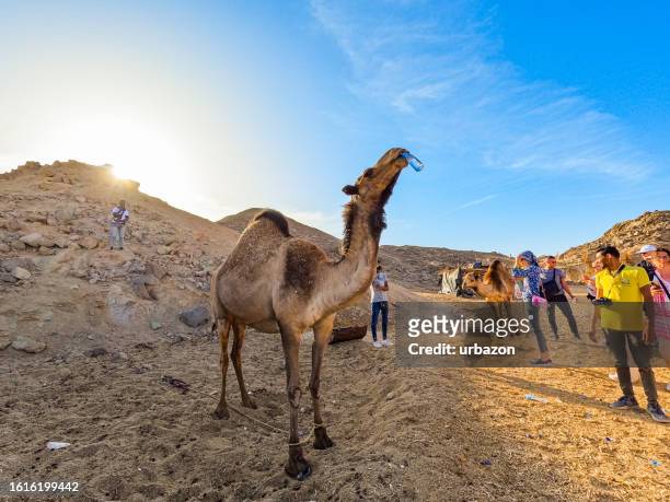 camel drinking water in the sahara desert in egypt - camel isolated stock pictures, royalty-free photos & images