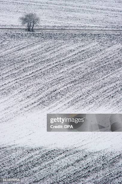Tree is seen on a snow coverd field on February 13, 2013 in Wandersleben, Germany. AFP PHOTO / MARC TIRL /Germany Out
