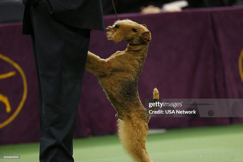 The Westminster Kennel Club Dog Show - 2013